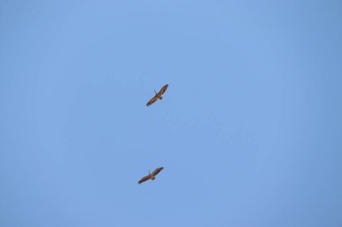 Mavi gökyüzünde uçan iki boyalı leyleğin resmi. Kuşların arka planı.