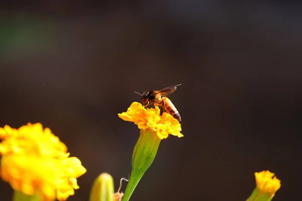 Yazın Sarı Kadife Çiçeğinden Bal Toplayan Dev Bal Arısına Apis — Stok fotoğraf