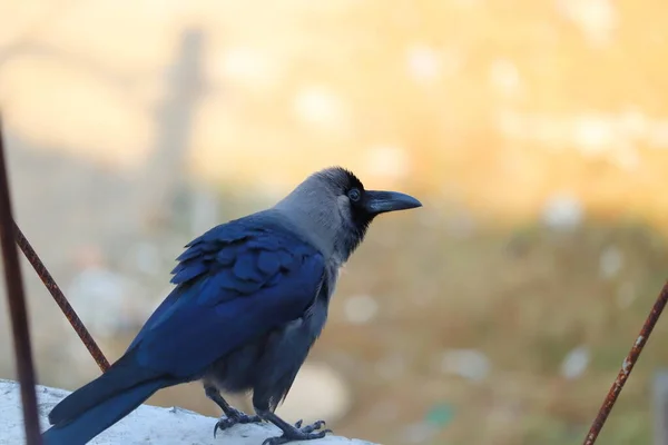 Die Hauskrähe Corvus Splendens Auch Bekannt Als Indische Grauhalsige Ceylon — Stockfoto