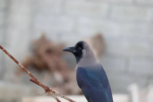 Primer Plano Cuervo Casa Sentado Naturaleza Fondo Negro Pájaro —  Fotos de Stock