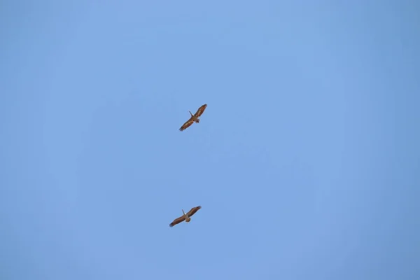 Фотография Двух Раскрашенных Аистов Летящих Голубом Небе Фоне Птиц — стоковое фото
