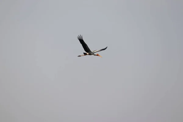 Voando Pássaro Stork Pintado Céu Fundo Pássaro Água — Fotografia de Stock