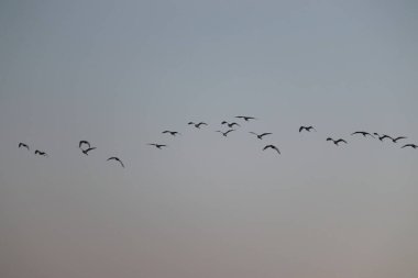Onları kuşlardan oluşan bir grup bürümüştür; gökyüzünde uçuşurlar, akşam vakti de kuşların arasında...