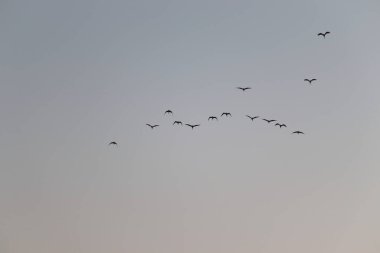 O kuşlar ki, gökyüzünde uçuşurlar ve sabah onunla beraber tesbih ederler.