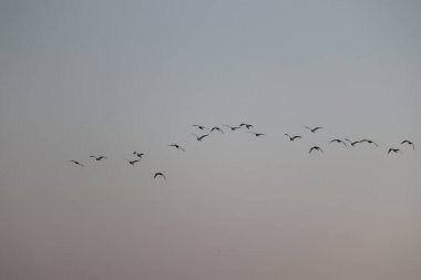 Gökyüzünde uçan büyük balıkçıl kuşlarının oluşturduğu bir grup... Yaz mevsiminde kuşlar...