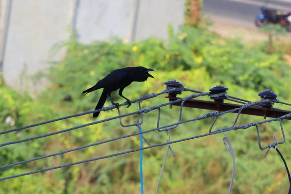 Πλαϊνή Όψη Του Κορακιού Ψοφίμια Himalayas Corvus Κάθεται Ένα Καλώδιο — Φωτογραφία Αρχείου