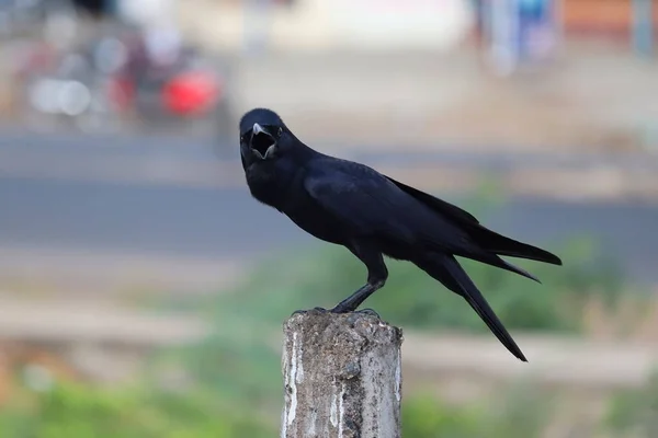 Corbeau Oiseau Corbeau Corbeau Sauvage Commun — Photo