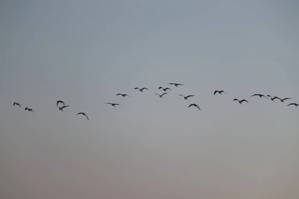 Zbliżenie Grupy Wielkich Żołędzi Czapla Biała Lecących Niebie Tło Ptaków — Zdjęcie stockowe