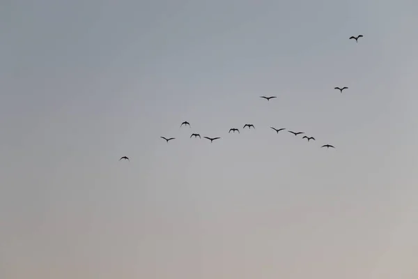 Grupo Grandes Garças Garça Branca Voando Céu Pássaros Fundo Pela — Fotografia de Stock