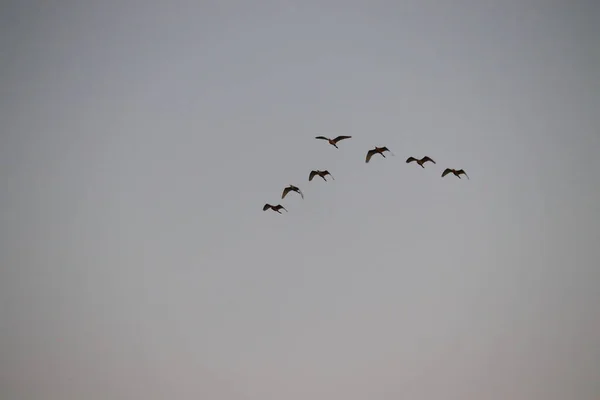 Sete Grandes Garças Garça Branca Voando Céu Pássaros Fundo Noite — Fotografia de Stock