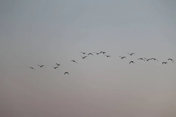 Крупным Планом Летающих Небе Больших Цаплей Белая Цапля Летние Птицы — стоковое фото