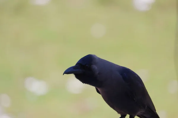 Primo Piano Corvo Dal Collo Grigio Corvo Della Casa Sfondo — Foto Stock