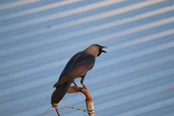 Close Grey Necked Crow House Crow Perching Iron Pole Day — Stock Photo, Image