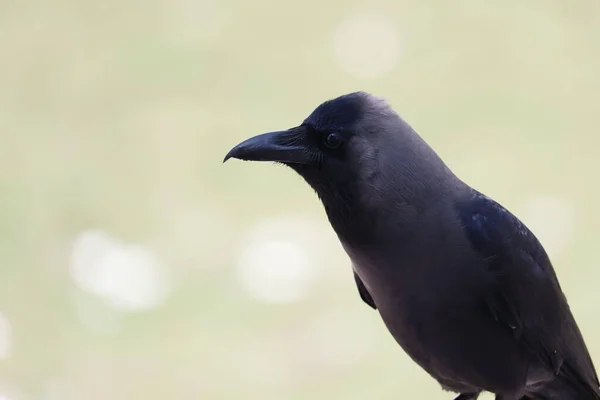 Portrait Corbeau Cou Gris Corbeau Domestique Sur Fond Flou Observation — Photo