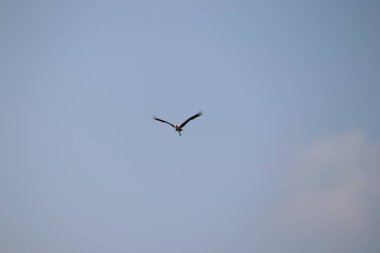 Mavi gökyüzünde uçan genç, boyanmış leylek kuşunun ön görüntüsü