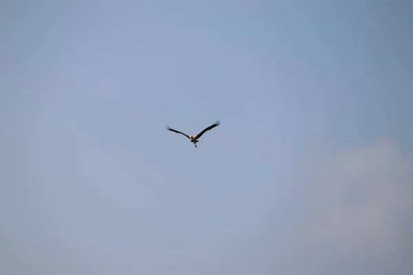 Vista Frontal Único Jovem Pássaro Stork Pintado Voando Contra Céu — Fotografia de Stock