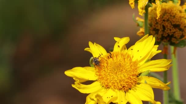 Pszczoła Wyleciała Powietrze Zebraniu Miodu Żółtego Kwiatu — Wideo stockowe