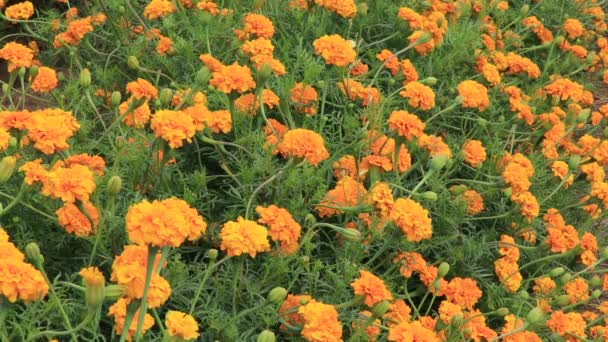 Цветущие Саду Цветы Мэриголд — стоковое видео