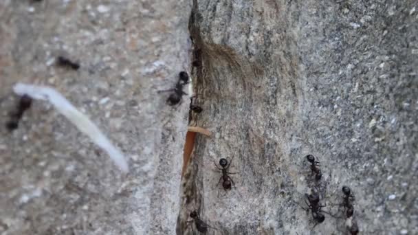 黒いアリは乾燥した葉を拾って岩の上の家に持ち帰り — ストック動画
