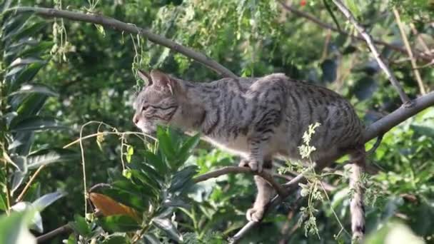 Gato Sentado Galho Árvore Procura Presas Recebendo Perfume — Vídeo de Stock