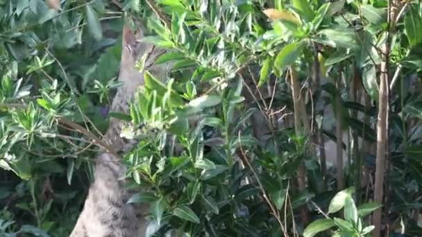 Ağaçların Yardımıyla Yaprakları Koklayan Bir Kedi — Stok video