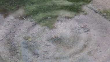 Su damlacıkları yere dökülüyor su yoluyla ve toprağın toprağı damlalarla birlikte yükseliyor.