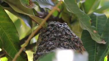 Bal arısı (cüce bal arısı veya kırmızı cüce bal arısı, Apis florea) çiçeklerden bal getirir ve bal peteğine oturur, mango ağacına asılı bir bal tarağı