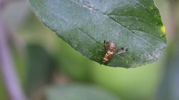 Close Paper Wasp Polistes Species Sucking Juice Leaf Jujube Garden Stock Footage