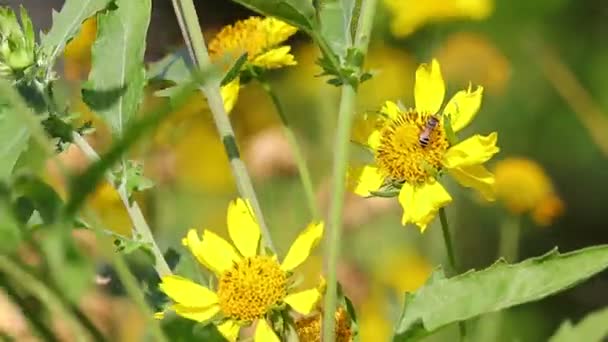 夏の風からとても速く揺れながら 野生のひまわりに蜂蜜を集めるアピスの花 ミツバチ — ストック動画