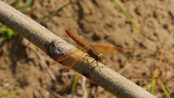 Τύποι Των Εντόμων Florida Dragonfly Κάθεται Ξηρό Κλαδί Δέντρο Στην — Αρχείο Βίντεο