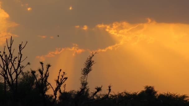 Повільно Сяюче Сонце Встановлюється Жовтих Хмарах Літні Дні Яскравим Фоном — стокове відео