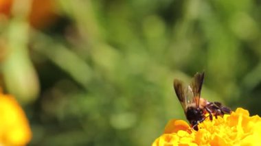 Apis dorsata arısının yakınından bahçedeki sarı kadife çiçeğinden bal ve nektar al ve bulanık fotokopi alanı arkaplanı