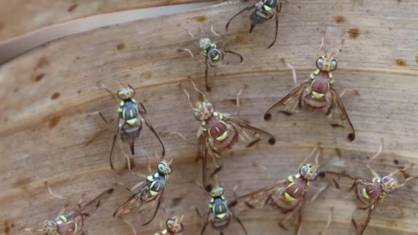 Flerfärgad Geting Vilar Tillsammans Bananblad Kvällen Närbild Vanliga Insekter — Stockvideo