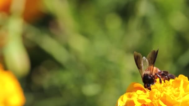 Закрыть Apis Dorsata Пчелы Забрать Мед Нектар Желтого Цветка Мэриголд — стоковое видео