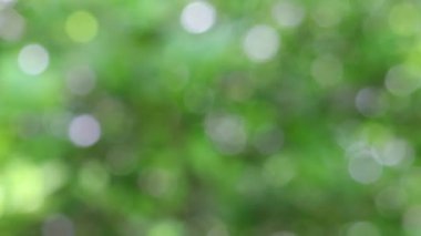 Limon yapraklarının (yeşil ortam) kapatılması ve bulanık doğa arka planı