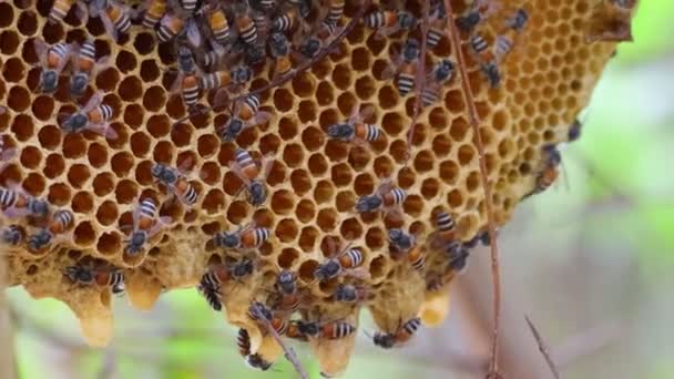 Nahaufnahme Der Zwerghonigbiene Oder Roter Zwerghonigbiene Apis Florea Die Sich — Stockvideo