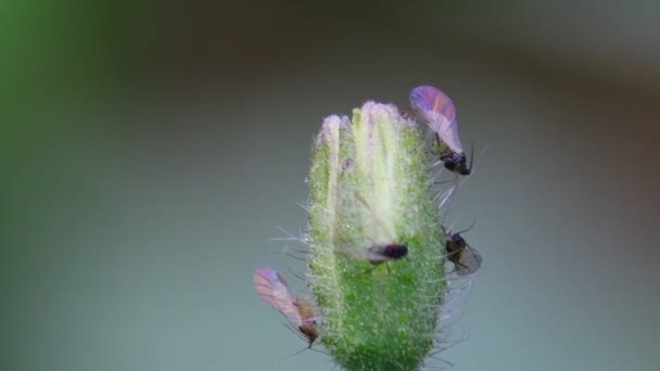 Primer Plano Insectos Pulgones Bacterias Negras Chupando Alimentando Jugo Flor — Vídeo de stock