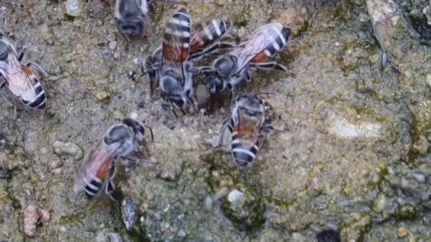 Nauw Gevangen Video Waarin Honingbijen Zomer Dorst Lessen Door Water — Stockvideo