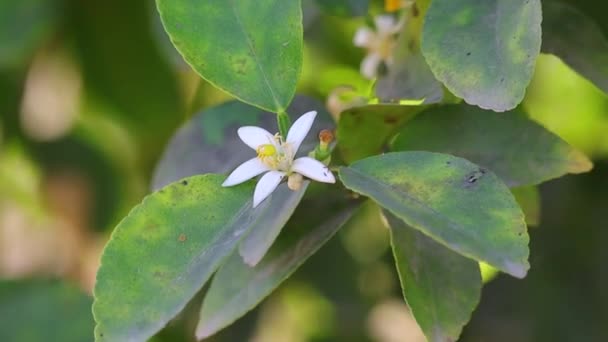 Ένα Λουλούδι Λεμονιού Που Φυτρώνει Στο Φυτό Την Καλοκαιρινή Περίοδο — Αρχείο Βίντεο