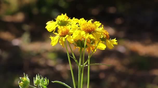 Nahaufnahme Von Gelben Sonnenblumen Die Sommertagen Vom Wind Zittern — Stockvideo