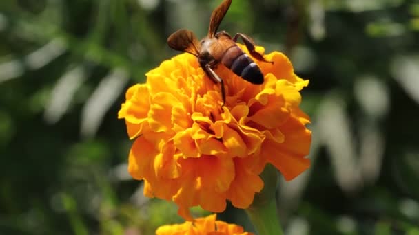Apis Dorsata Honey Bee Yellow Marigold Flower — Stock Video