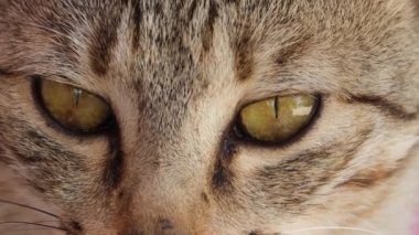 Bir kedi hayvanının portresini kapat.