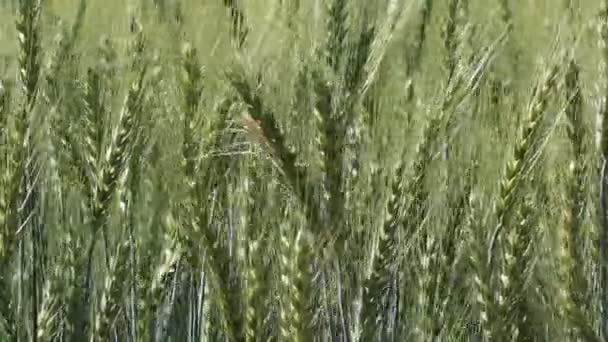 Primo Piano Spighe Coltura Campo Grano — Video Stock