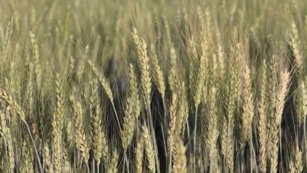 Ears Wheat Field — Stock Video