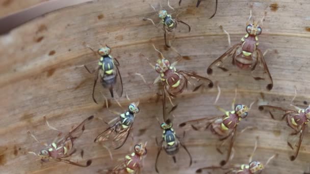 Micro Gros Plan Insectes Guêpes Sur Nid — Video