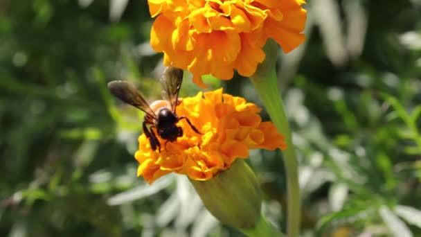 Une Abeille Ramassant Miel Fleur Souci Jaune Après Avoir Volé — Video