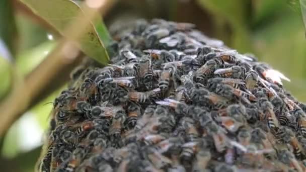 Bienen Auf Waben Bienenstock — Stockvideo