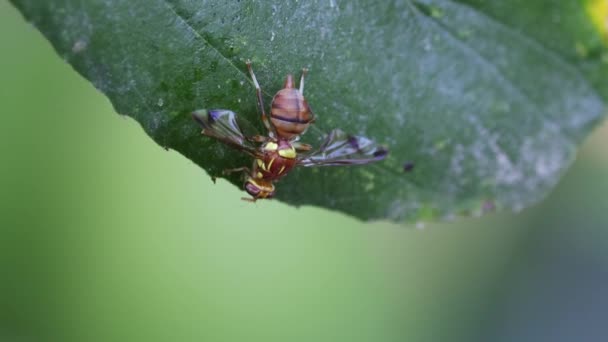 Wasp Drinking Juice Jujube Tree Leaf — Stock Video