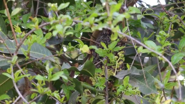 Honigbienen Fliegen Die Wabe Und Sitzen — Stockvideo