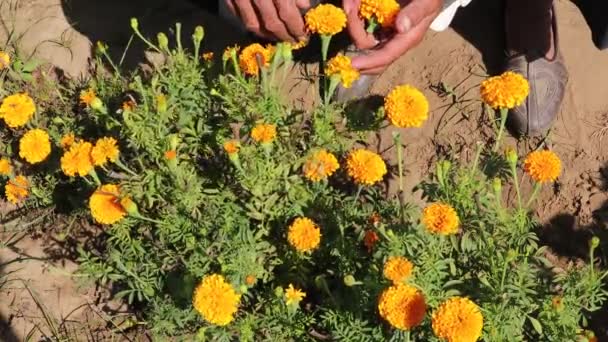 Farmer Examining Marigold Flowers Garden — Stock Video
